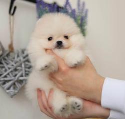 גורים של פומרניין קטנים במיוחד איכותיים