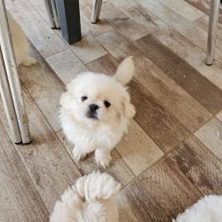 גור פיקינז בן חודשיים וחצי