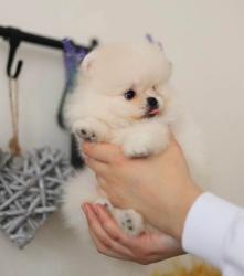 גורים של פומרניין קטנים במיוחד איכותיים