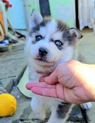 גורי האסקי מטורפים הורים במקום