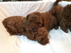 פודל טוי ננסי הכי יפים חברתיים הגעה לבית