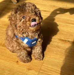 גורים של פודל מתוקים במיוחד