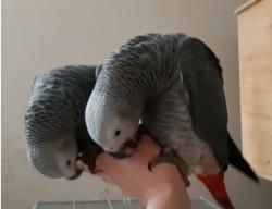 גאקו האכלות יד ברמה הכי