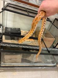 כרכן תירס זכר בוגר *מזווג