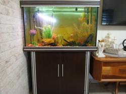 אקווריום כולל כל הציוד הנדרש