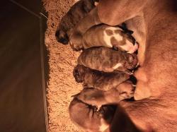 גורים בוקסר למכירה פרטים בפרטי