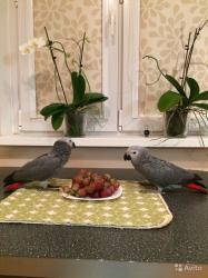 גאקו האכלות יד ברמה הכי