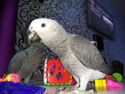 גאקו האכלות יד ברמה הכי