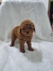 המלטה בתית אצלנו גורים יפיפים