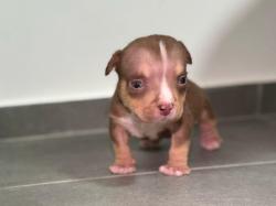 גורי אמריקן בולי גזעיים עם