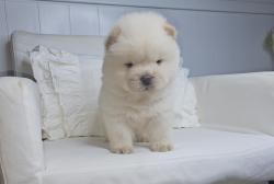 גורי צאו בצבע לבן