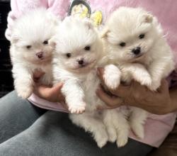 גורים פומרניין זכרים ונקבות גזעים