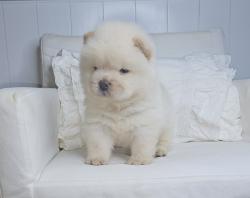 דובוני צאו מהסוג הננסי