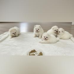 למכירה גורי פומרניין גזעים אפ