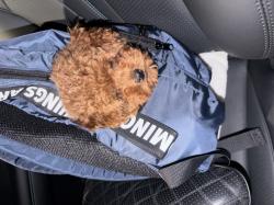 פודל טוי, גור בן 3