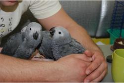 גאקו האכלות יד ברמה הכי