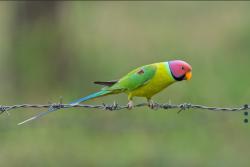 זוג ראש שזיף אופליין מיוחדים