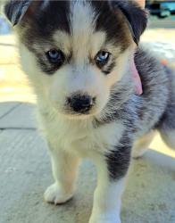 גורי האסקי מטורפים הורים במקום