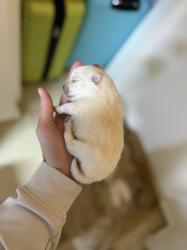 כלבים שפיץ גזעיים דובים לבנים