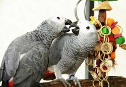 גאקו האכלות יד ברמה הכי