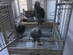 גאקו האכלות יד ברמה הכי