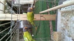 זוג ראש שזיף אופליין מיוחדים