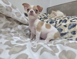 גור צ'וואווה שעיר קצר ,עיניים