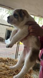 גורים של רועה אסיאתי ברמה