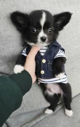 גור ציוואוואה ננסי בן חודשיים