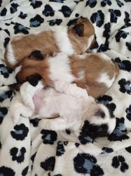 גורי שיצו מדהימים,שני ההורים במקום