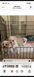 כלב מלטז למכירה בירושלים