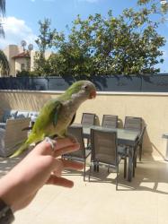 תוכי קווקאר האכלת יד סקרן וחכם לא נושך