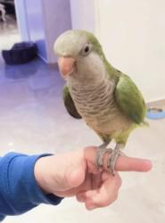 תוכי קווקאר האכלת יד סקרן וחכם לא נושך