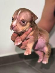 גורי אמריקן בולי גזעיים עם