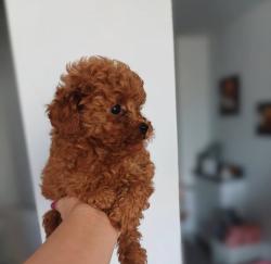 המלטה יפיפיה של פודל טוי