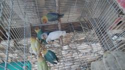 פישרים במגוון מופעים ומוטציות מיוחדות