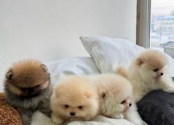 גורים של פומרניין דובי מיוחדים