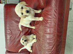 גורות לברדוד מהממות בנות 7