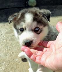 גורי האסקי מטורפים הורים במקום