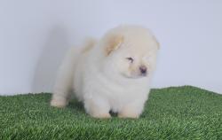 גורי צאו מושלמים הכי