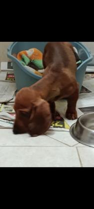 בהזדמנות גור ננסי! יבוא מחו"ל