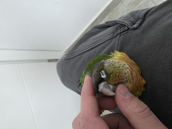 גוזל קוניור גרינצ'יק ילו סייד