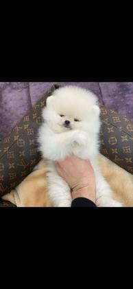 גורים של פומרניין דובי גיל