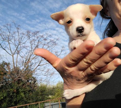 ציוואווה, ראש תפוח, ננסית, יפייפיה,