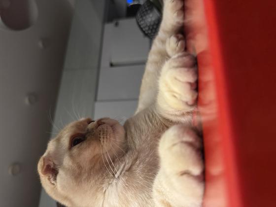 סקוטי פולד מהמם עם אופי