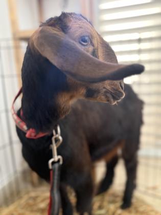 עז חמודה, בת חודשיים