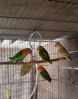 פישרים החל מ150 יש מוטציות