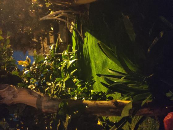 שני 21 (אבני חן (קייזר))