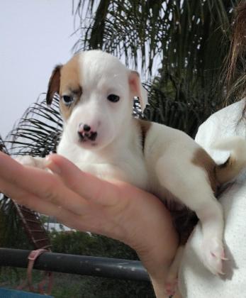 ג'ק ראסל, גיזעיים, יפייפים, מקסימים