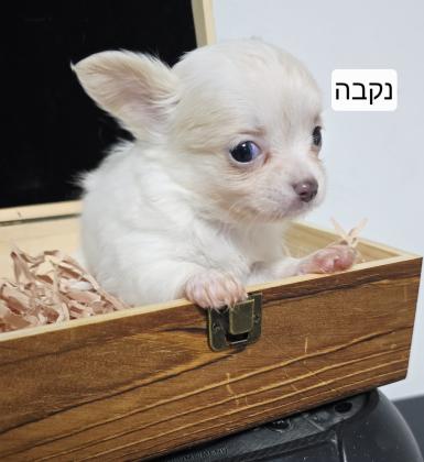 גורי ציוואווה יפייפים קטנים מיני